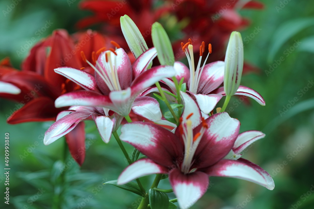 red and white lily