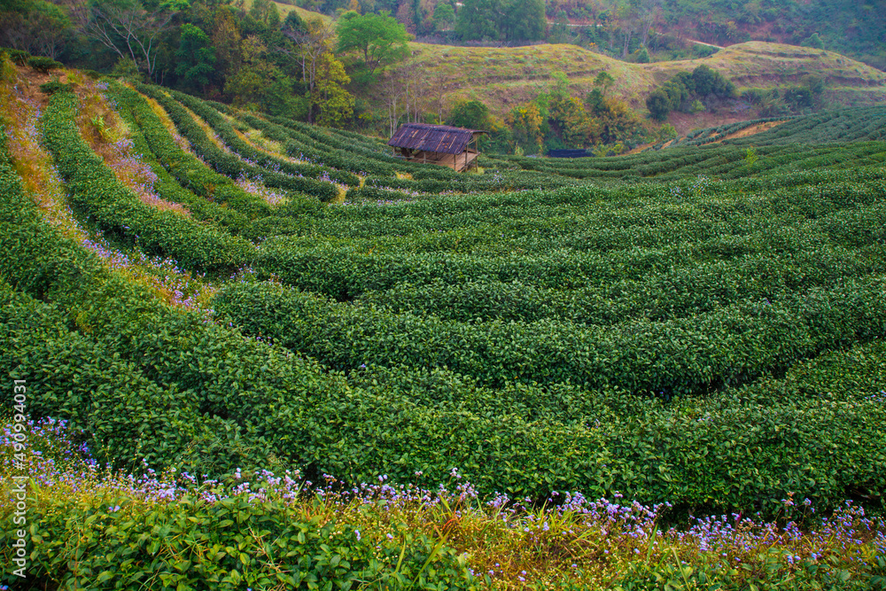 Green tea plantation field on mountain Green tea plantation field on mountain