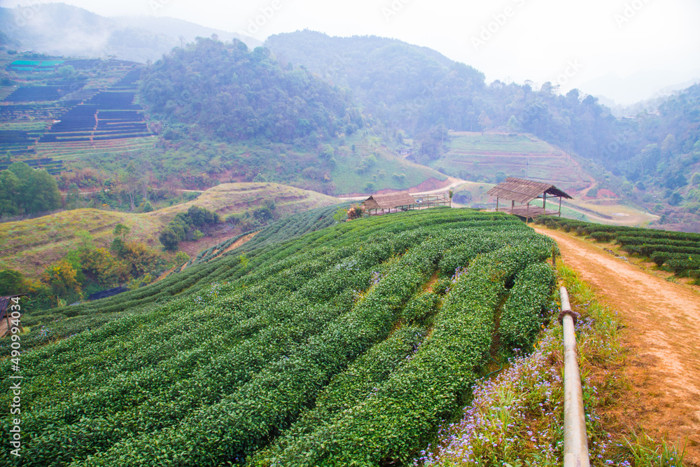 Green tea plantation field on mountain