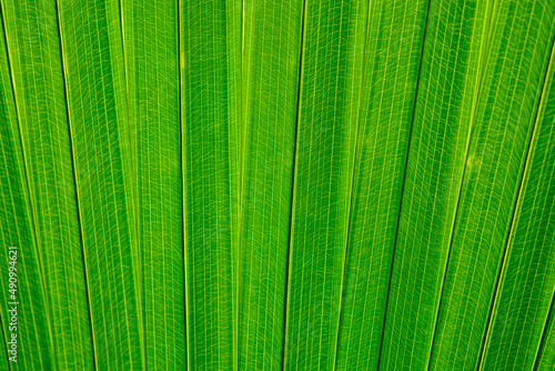 Full Frame Shot Of Palm Leaf Texture Background Green Palm Leaf. Pattern Of Green Palm Leaf  Green Palm Leaf Wall