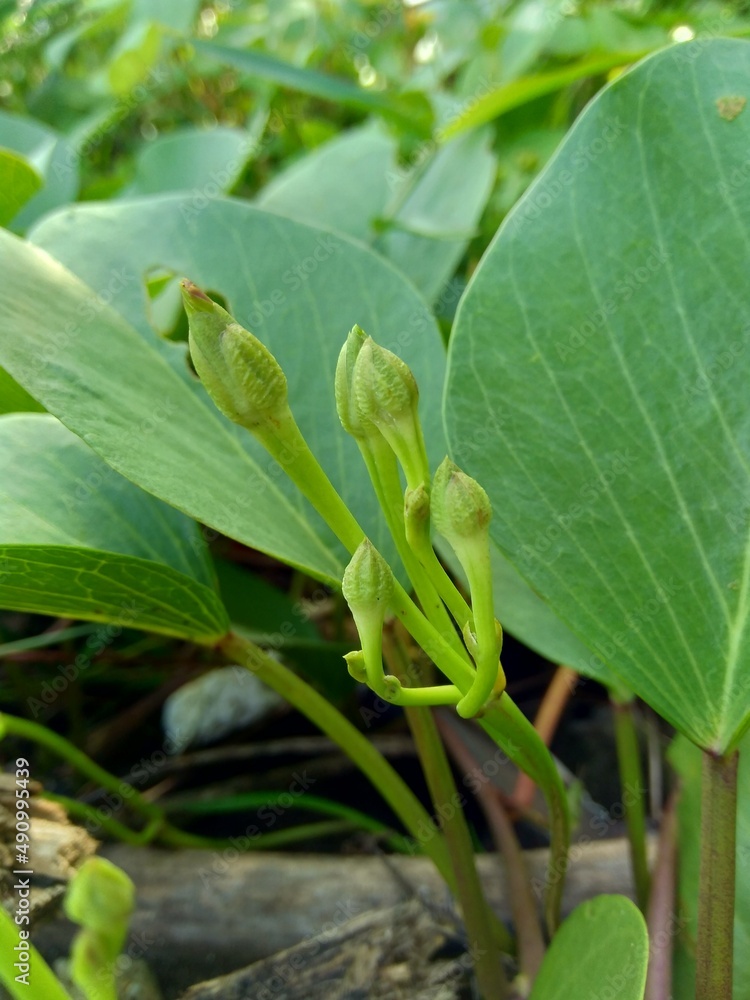 Beach moonflower with a natural background. This plant usually life on side of the beach Beach moonflower with a natural background. This plant usually life on side of the beach