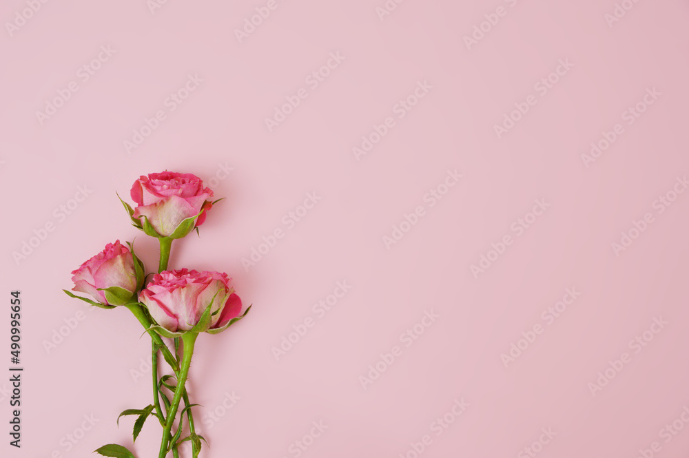 Fototapeta premium Spray roses in light pink background