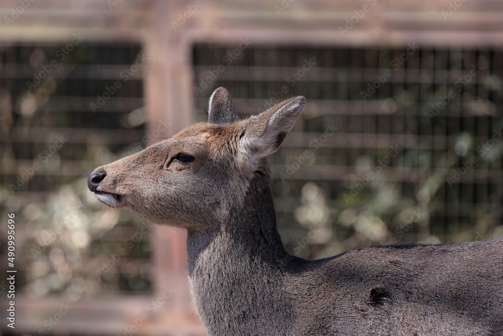 Obraz premium ホンシュウジカ 