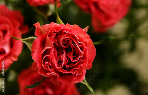 Macro top view of dark coral spray rose