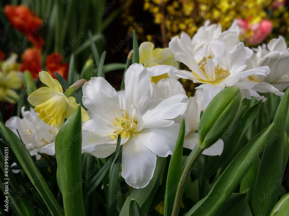 White tulips in the spring garden. Tulip flower background for spring or love concept. White tulips in the spring garden. Tulip flower background for spring or love concept.