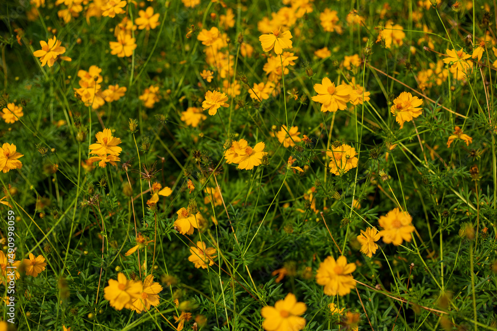 Yellow flower field.On the hills ,Chrysanthemum in garden park 