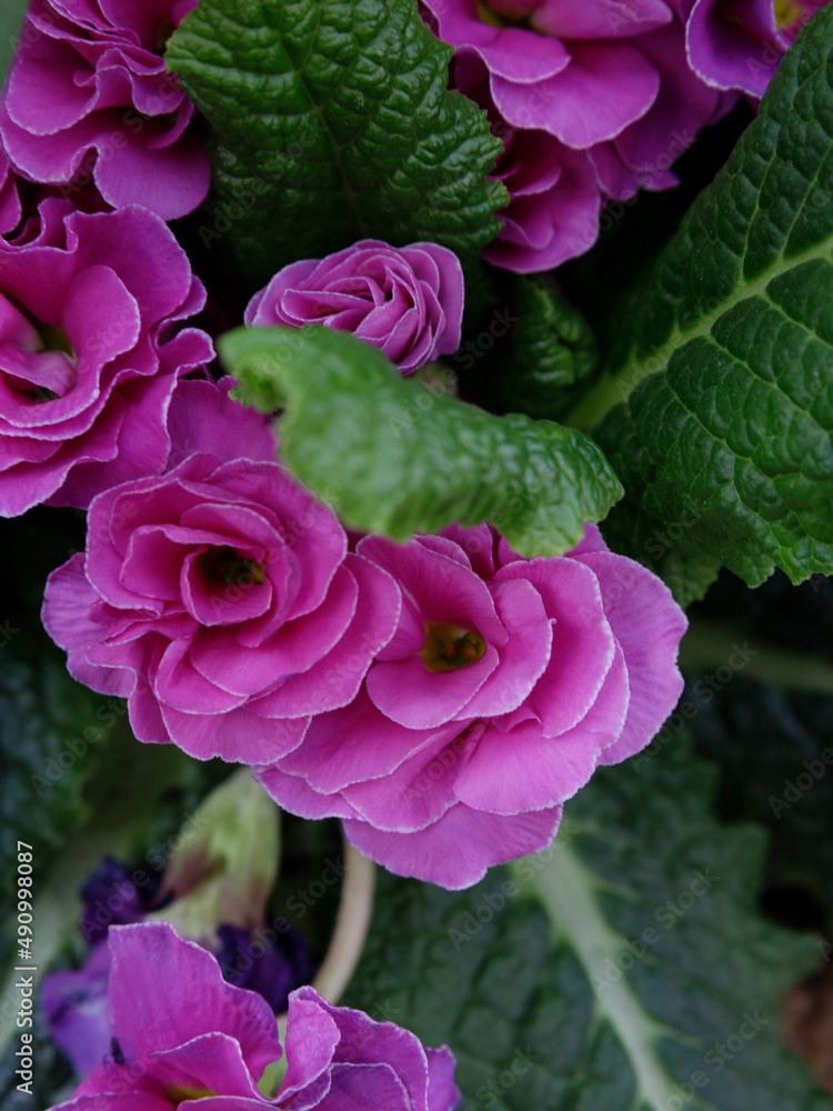 Obraz premium Perennial primrose or primula in the spring garden.