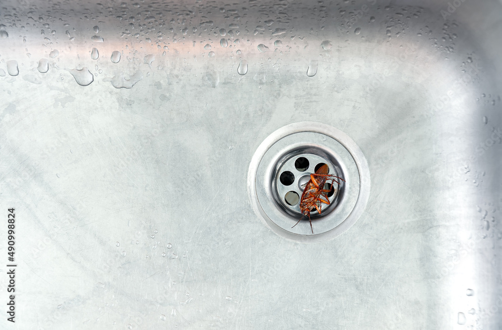 Top view and copy space. The dead cockroach were in the sink sewer hole with water drop.