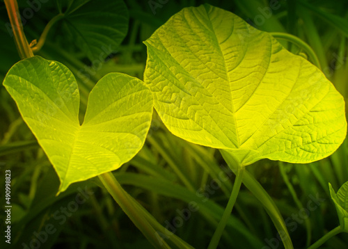 Green leaves, texture of nature, stock photograph with natural background