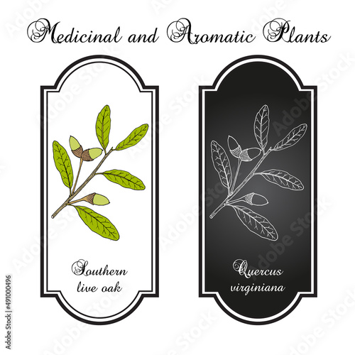 Southern live oak Quercus virginiana , state tree of Georgia. Hand drawn botanical vector illustration