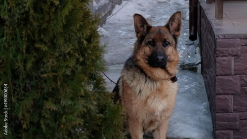 German shepherd dog sits on chain on the snow