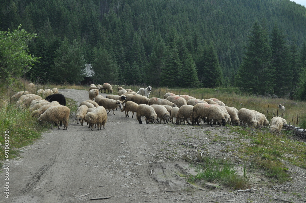 Fototapeta premium A herd of sheep grazing in pastures in Romania. Mountainous pastures with green grass. Driving the herd into the valley to milk and shear wool.
