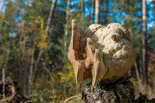 Birch chaga on a stump. Dried mushroom grown on a tree in the forest.
It is used as an antitumor and antigastric agent. For the treatment of cardiovascular and oncological diseases, diabetes. Soft foc photo