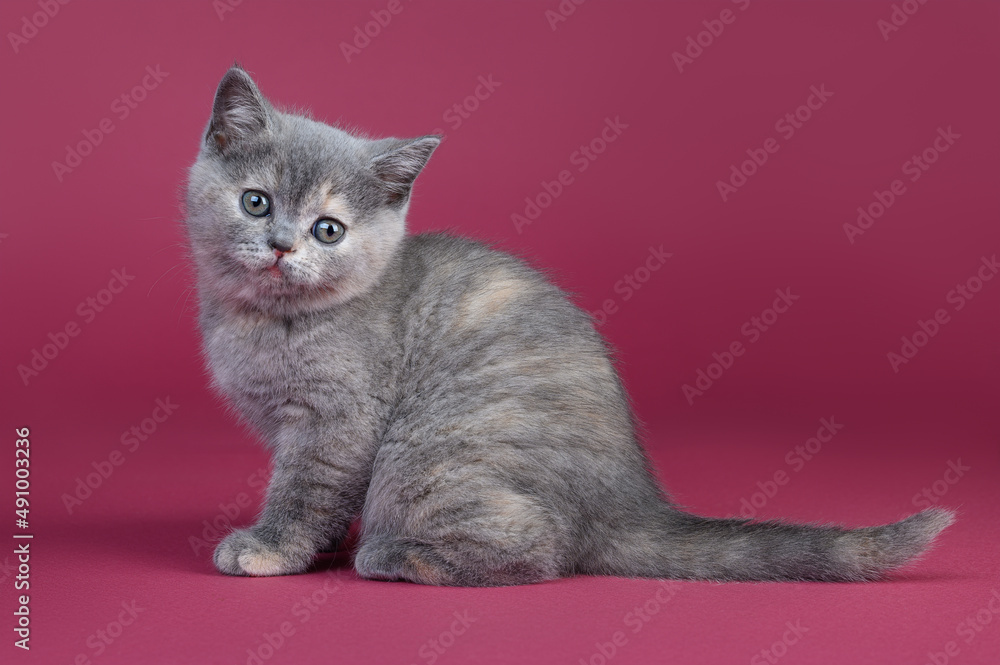 Obraz premium British tortoiseshell kitten on a pink background.