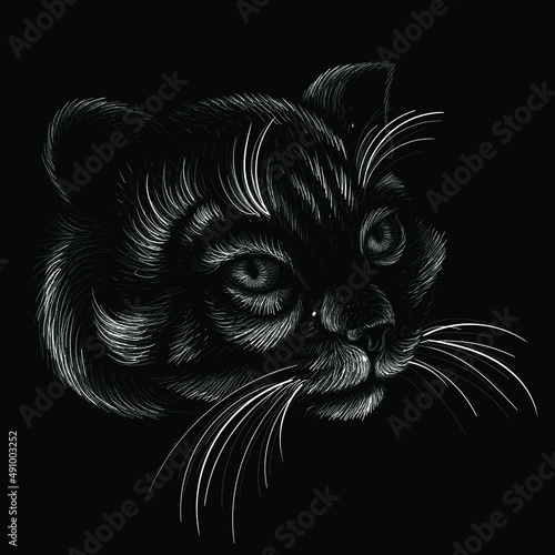Cat vector art illustration T-shirt apparel tattoo design or outwear.  Cute print style kitten background. This hand drawing would be nice to make on the black fabric or canvas.