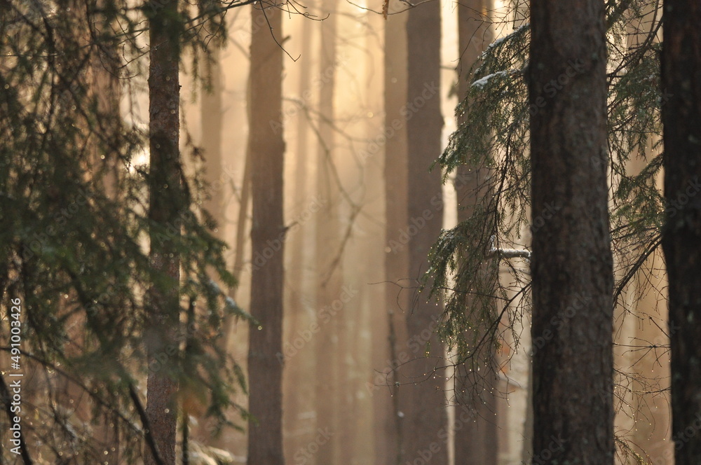 Fototapeta premium Dawn in the woods. Rays of the sun piercing the branches. Deep shadows and early spring fog in the forest. Drops dripping from spruce resin coll.