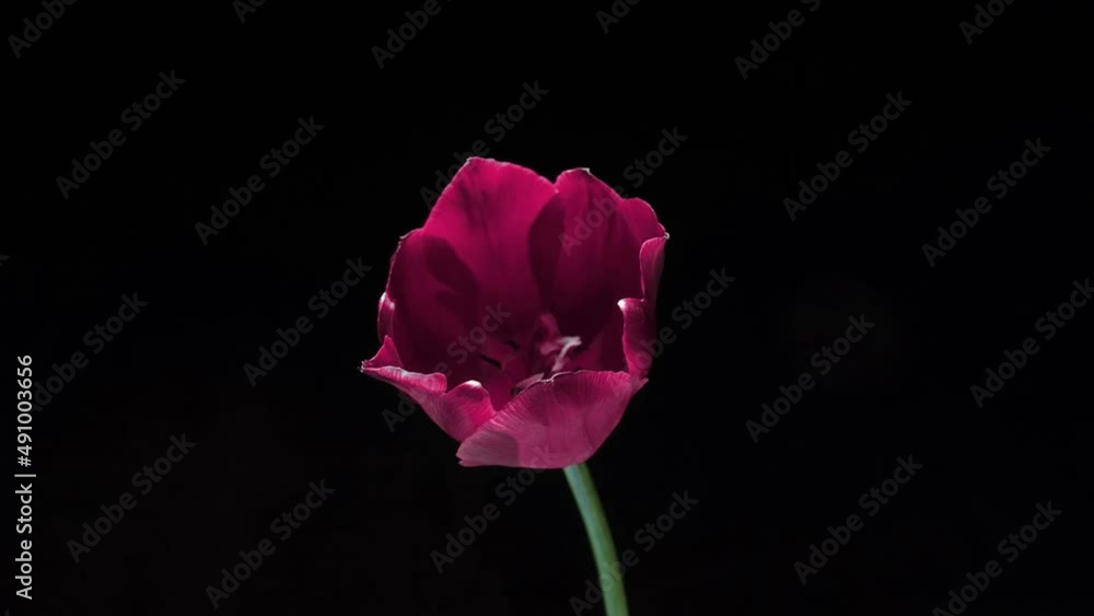 Timelapse of a light pink double peony tulip flower blooming on white background. Wedding backdrop, Valentine's Day concept. Birthday bunch. Timelapse of a light pink double peony tulip flower blooming on white background. Wedding backdrop, Valentine's Day concept. Birthday bunch.