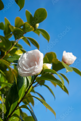 White flowers of camellia with evergreen leaves against clear blue sky in the background - Selective focus, Macro