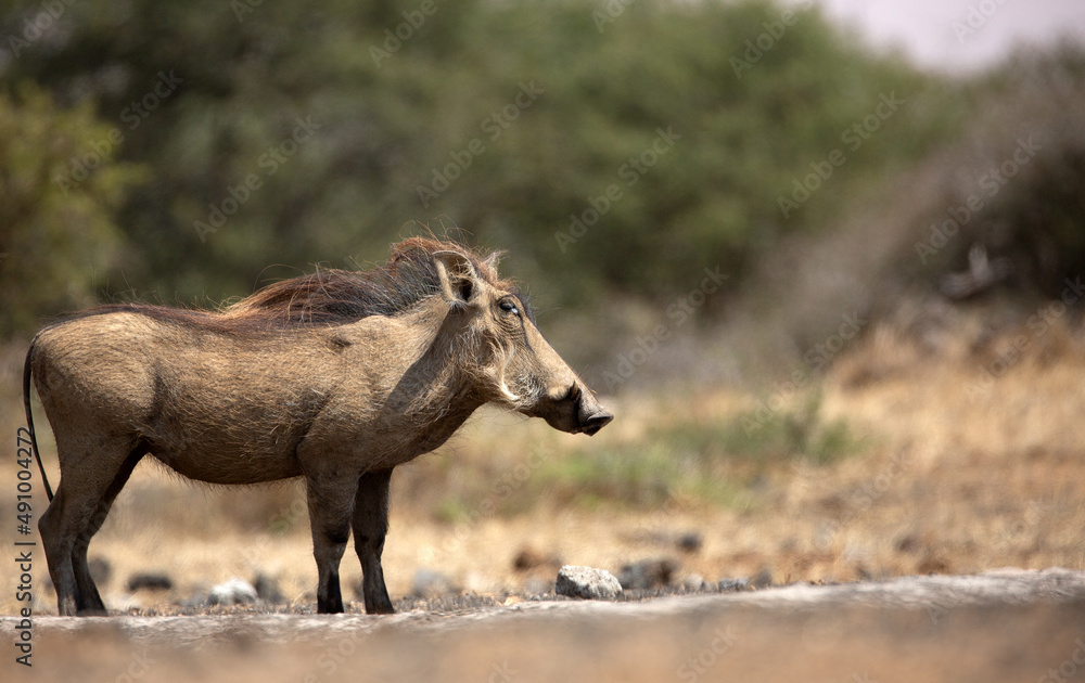 The Common Warthog (phacochoerus africanus) is a wild member of the pig family found in grassland, savanna, and woodland in sub-Saharan Africa. The Common Warthog (phacochoerus africanus) is a wild member of the pig family found in grassland, savanna, and woodland in sub-Saharan Africa.