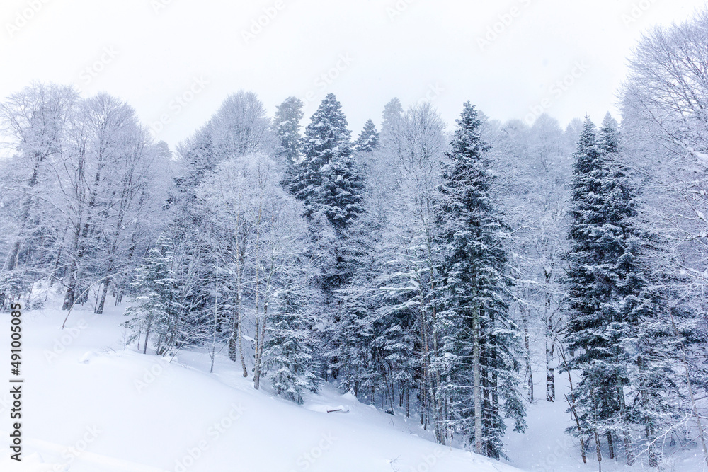Winter snow-covered forest in the mountains, majestic slopes in snow captivity.+