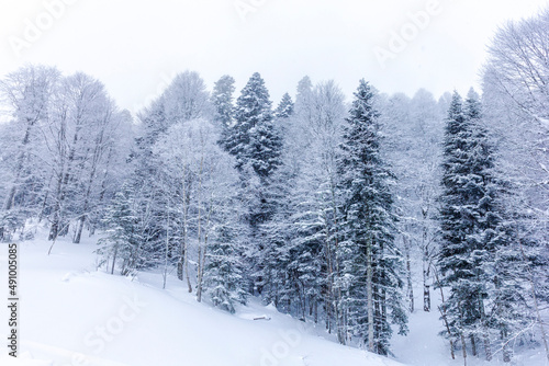 Winter snow-covered forest in the mountains, majestic slopes in snow captivity.+ © NAIL BATTALOV