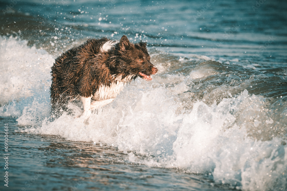 Fototapeta premium pies biegnie w wodzie
