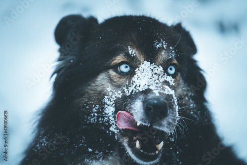 pies ze śniegiem na nosie photo