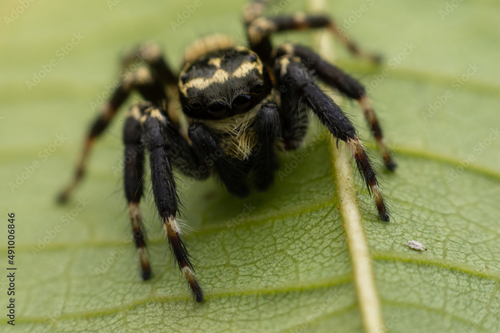 Close up jumping spiders on the leaves.. Close up jumping spiders on the leaves..