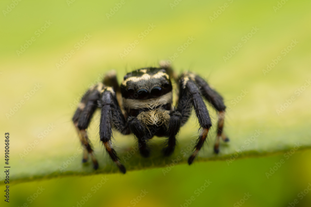Close up jumping spiders on the leaves.. Close up jumping spiders on the leaves..