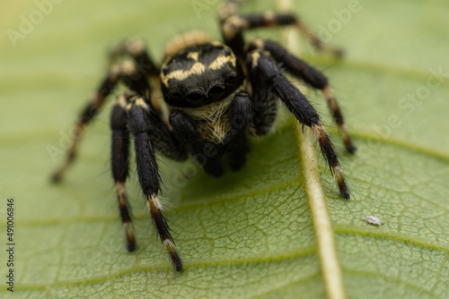 Close up jumping spiders on the leaves.. © 418studio