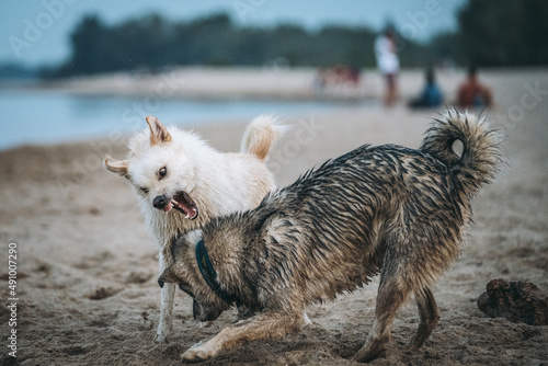 zabawa psów na plaży photo