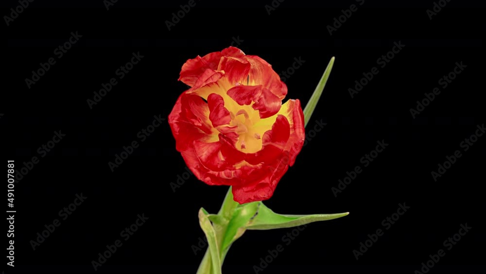 Top View Growing red Bud Tulip Flower. Amazing Beautiful Blooming Plant in Timelapse. Lovely Romantic and Natural Backdrop Wedding Decoration Flower in Growing Process Closeup 4k, Valentine's Day love Top View Growing red Bud Tulip Flower. Amazing Beautiful Blooming Plant in Timelapse. Lovely Romantic and Natural Backdrop Wedding Decoration Flower in Growing Process Closeup 4k, Valentine's Day love