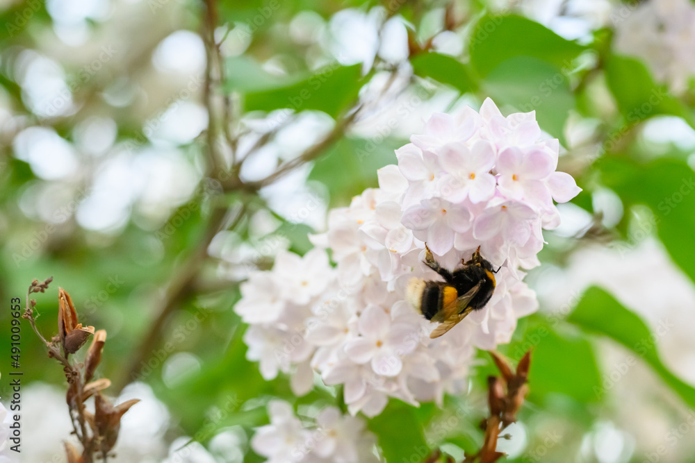 The bumblebee. Blooming spring flowers. Beautiful flowering flowers of lilac tree. Spring concept. The branches of lilac on a tree in a garden.