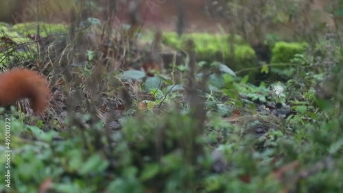 Wallpaper Mural Squirrel searching for nuts in the grass. Torontodigital.ca