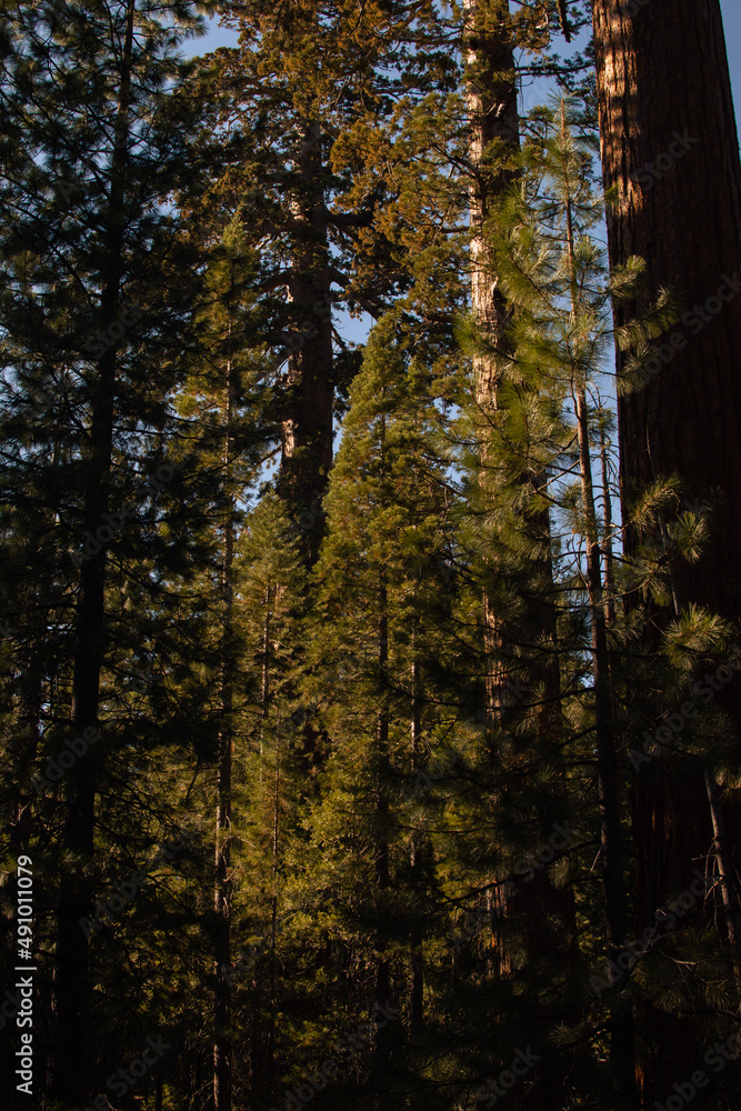 Autumnal natural landscape from Yosemite National Park, California, United States