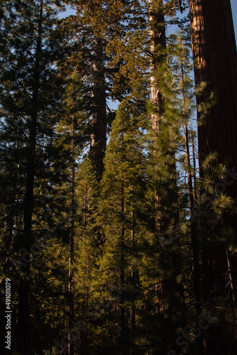 Autumnal natural landscape from Yosemite National Park, California, United States