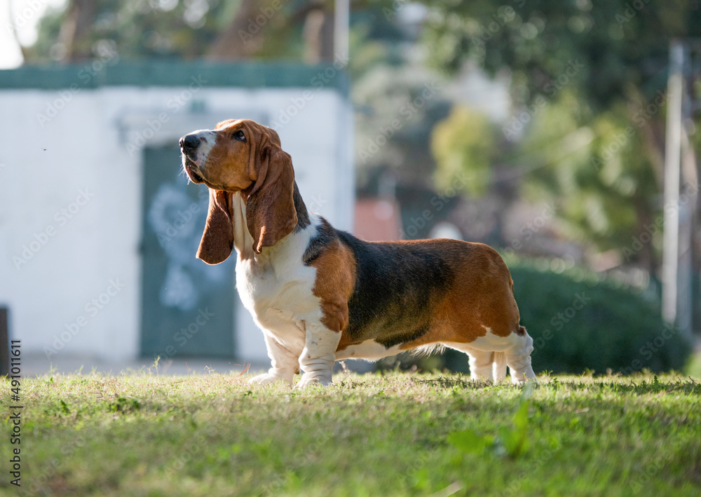 Basset Hound  dog standing, dog show, purebred Basset Hound, park, Hush Puppy
