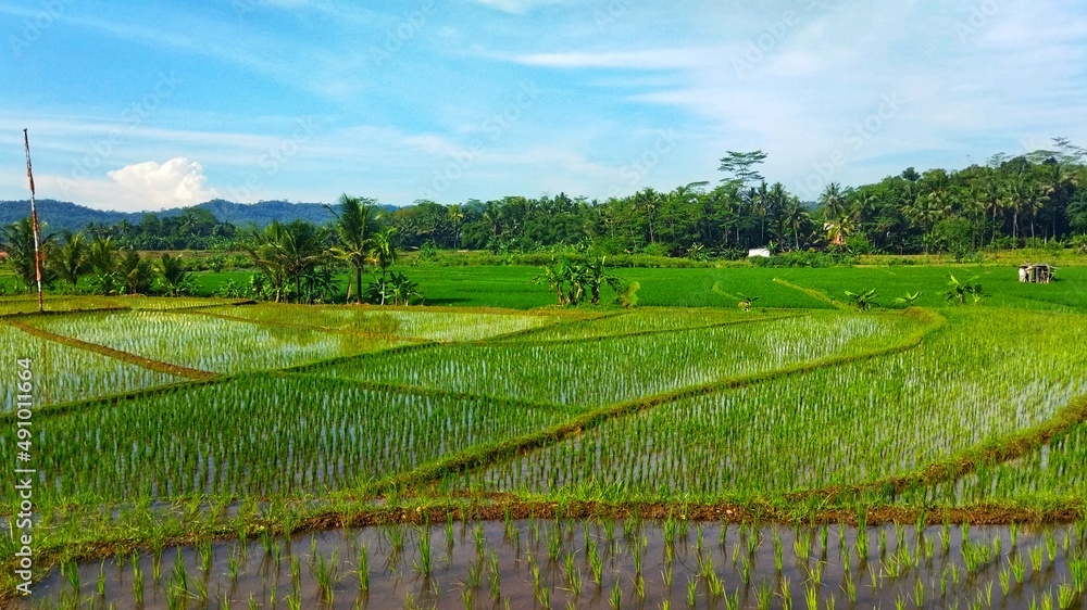 Rice Fields in Asia