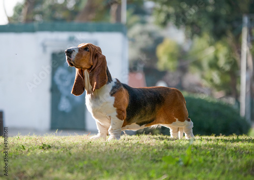 Basset Hound dog standing, dog show, purebred Basset Hound, park, Hush Puppy