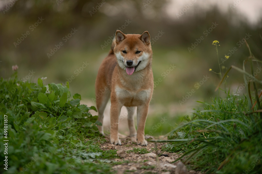 Shiba Inu dog, Japanese Shiba breed, dog in the park