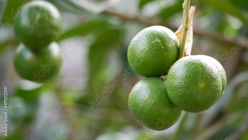 Wallpaper Mural green lemon on tree Torontodigital.ca