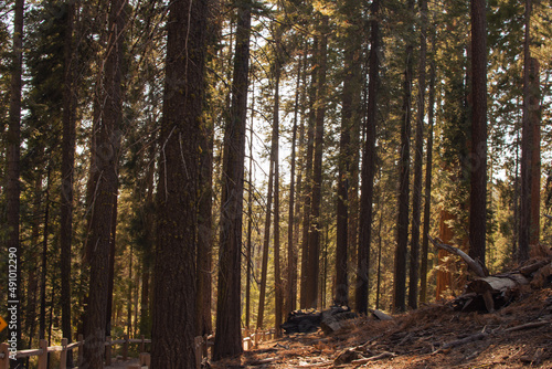 Fototapeta Naklejka Na Ścianę i Meble -  Autumnal natural landscape from Yosemite National Park, California, United States