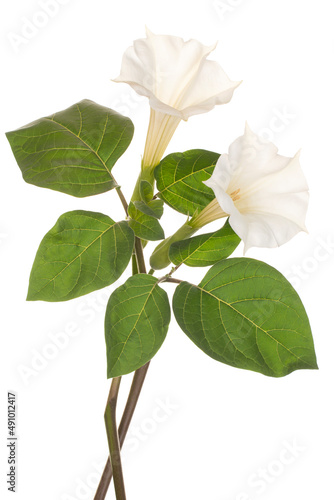 datura flower