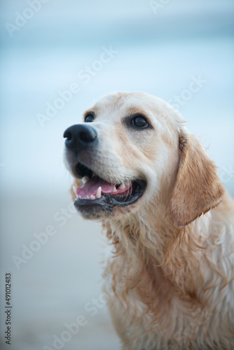 Golden Retriever puppy happy portrait at the beach © Irina
