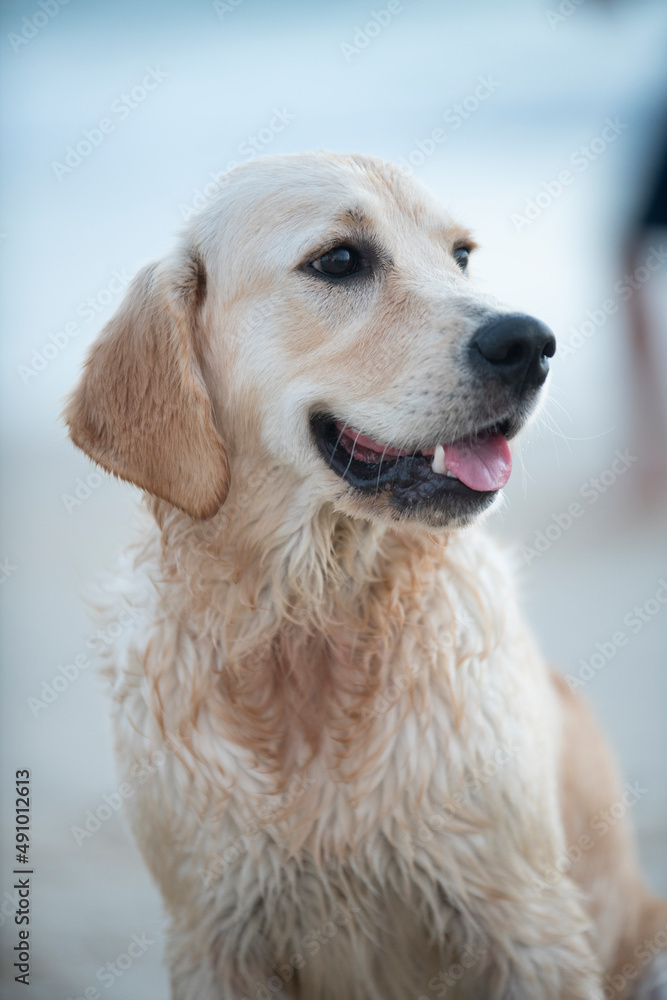 Golden Retriever puppy happy portrait at the beach