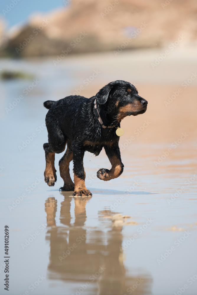 Rottweiler puppy dog running happily at the beach, playing with water