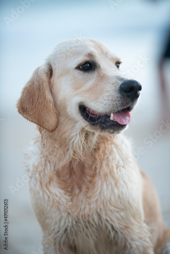 Golden Retriever puppy happy portrait at the beach
