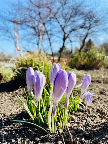 spring crocus flowers