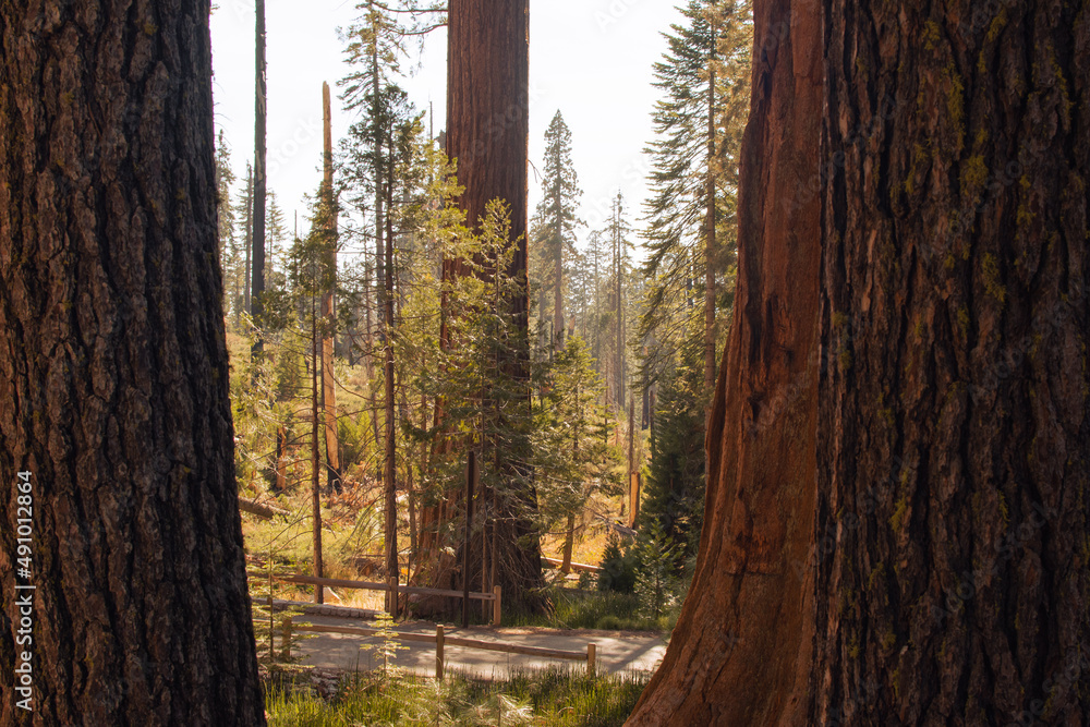 Fototapeta premium Autumnal natural landscape from Yosemite National Park, California, United States