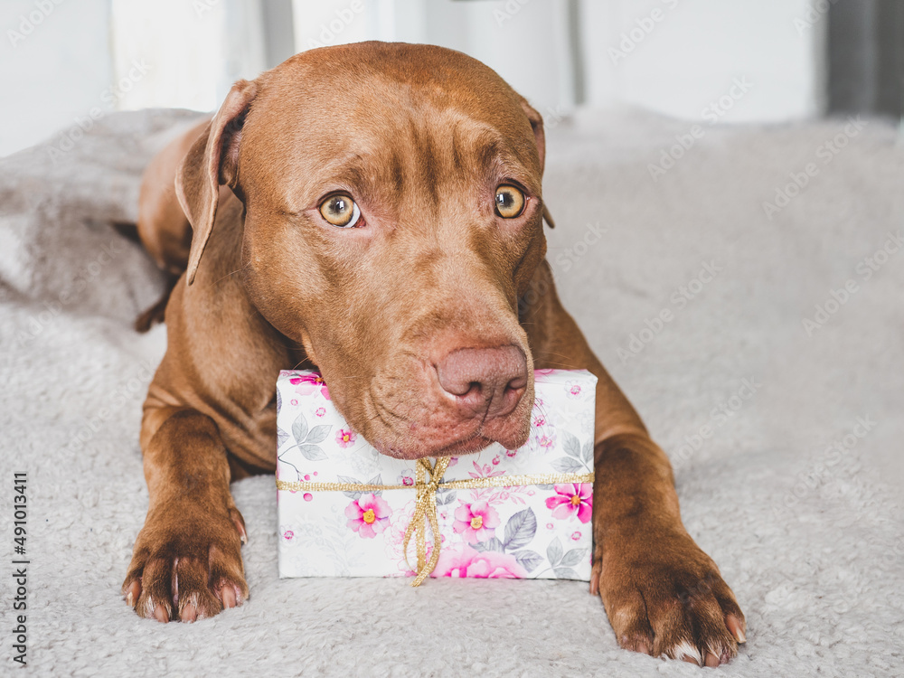 Lovable, pretty puppy brown color and gift box. Close-up, indoors, top view. Studio photo. Congratulations for family, loved ones, friends and colleagues. Animal and pet care concept